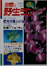 自然と野生ラン　2001　8