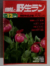 自然と野生ラン 1996年12月号