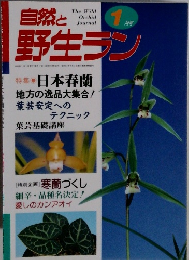 自然と野生ラン　1月号　日本春蘭