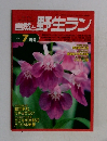 自然と野生ラン　１９９６　７