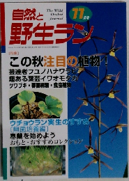 自然と野生ラン　２０００　11