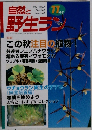 自然と野生ラン　２０００　11