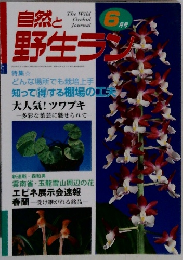 自然と野生ラン　2001.6
