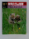 朝日百科動物たちの地球　45　オオカミ・キツネ・タヌキ