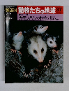 朝日百科動物たちの地球37　カモノハシオポッサム