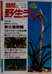 自然と野生ラン 12月号 特集　期待たかまる  実生富貴蘭