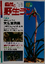 自然と野生ラン 12月号 特集　期待たかまる  実生富貴蘭