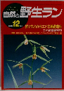 自然と野生ラン　1991年12月号