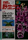 自然と野生ラン 8月号　[特集]  ウチョウラン  話題の初花  栽培法解決Q&A　美しき花の今昔物語