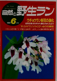 自然と野生ラン　1991年6月号