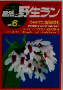 自然と野生ラン　1991年6月号