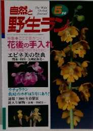 自然と野生ラン　5
