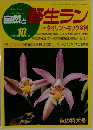 自然と野生ラン　1989/10