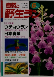 自然と野生ラン　6