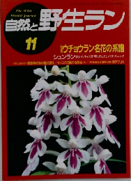 自然と野生ラン　11