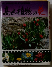 高山植物の花
