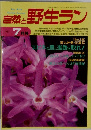 自然と野生ラン　1993年7月号　