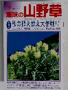 趣味の山野草　2000年9月号　Vol.242