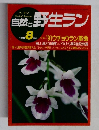 自然と野生ラン　1991年8月号