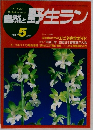 自然と野生ラン　1991年5月号