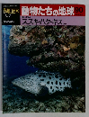 朝日百科　動物たちの地球90　スズキ・ハタ・キス　3/21