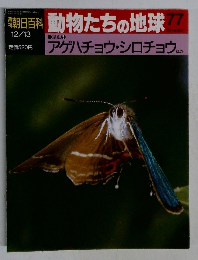 朝日百科 動物たちの地球　77  12/13　アゲハチョウ・シロチョウ