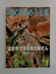 たくさんのふしぎ 7　キタキツネのおかあさん