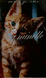 豪華写真シリーズ2　ねこ