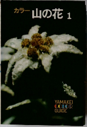 カラー山の花　1