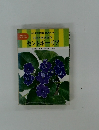 部屋を飾る鉢花  セントポーリア