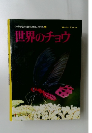 世界のチョウ