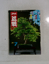 盆栽　1983年7月　