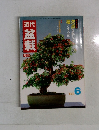 近代盆栽　’83/6