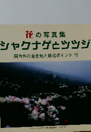 シャクナゲツツジ