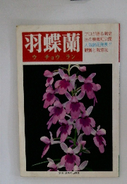 羽蝶蘭