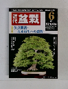 近代盆栽　2015年6月号　