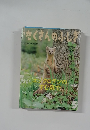 月刊たくさんのふしぎ　2011年5月