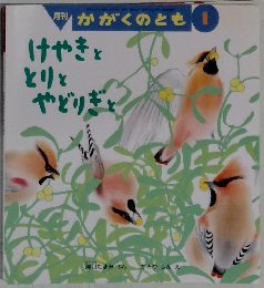 かがくのとも1　けやきととりとやどりぎと