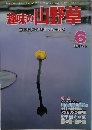 趣味の山野草　1981/6　No.11