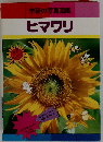 ヒマワリ