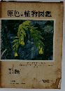 原色日本植物図鑑　草本編3