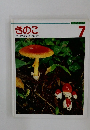 きのこ　7月号