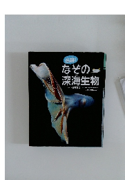 なぞの深海生物