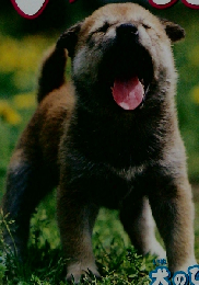 いぬ 犬のひみつと生態 (学研わくわく観察図鑑)