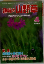趣味の山野草　9　1981年4月号