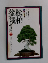 松柏盆栽の創作 2