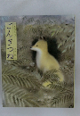 ごんぎつね