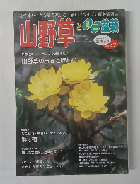 山野草とミニ盆栽　平成17年1月1日　Vol.47