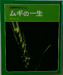 ムギの一生