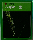 ムギの一生